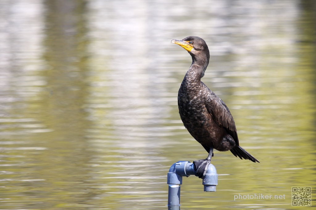 Click to see next picture