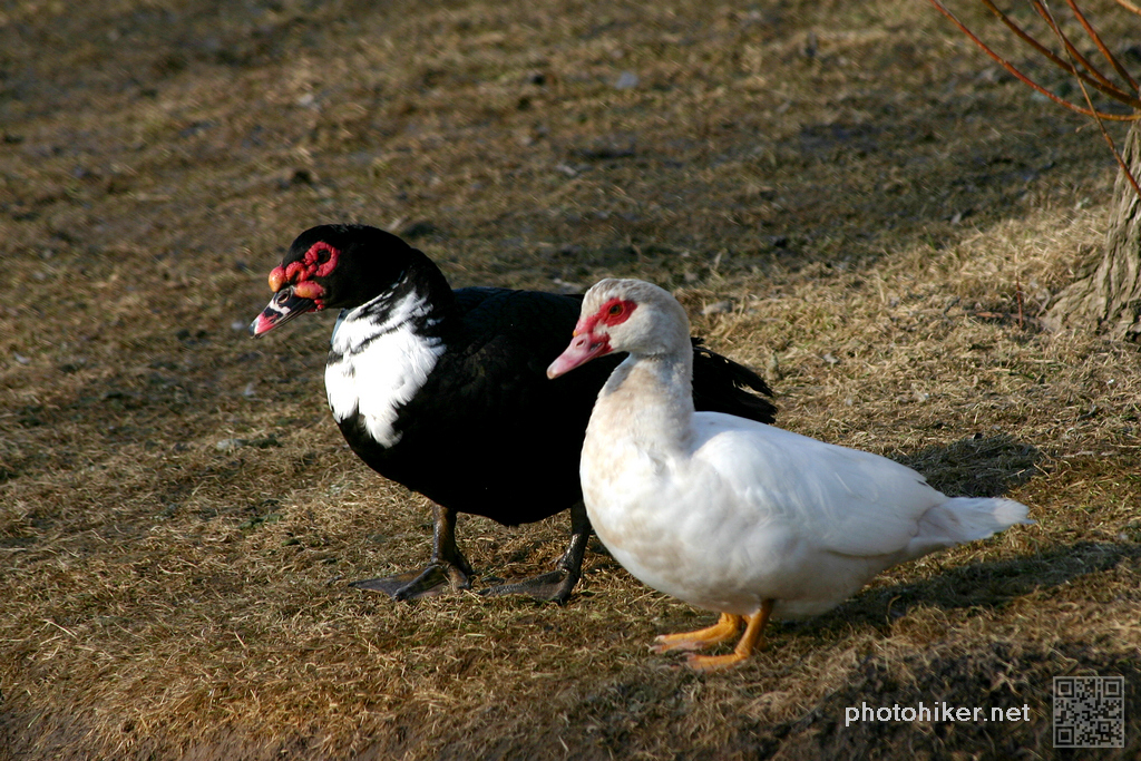 Muscovy Duck