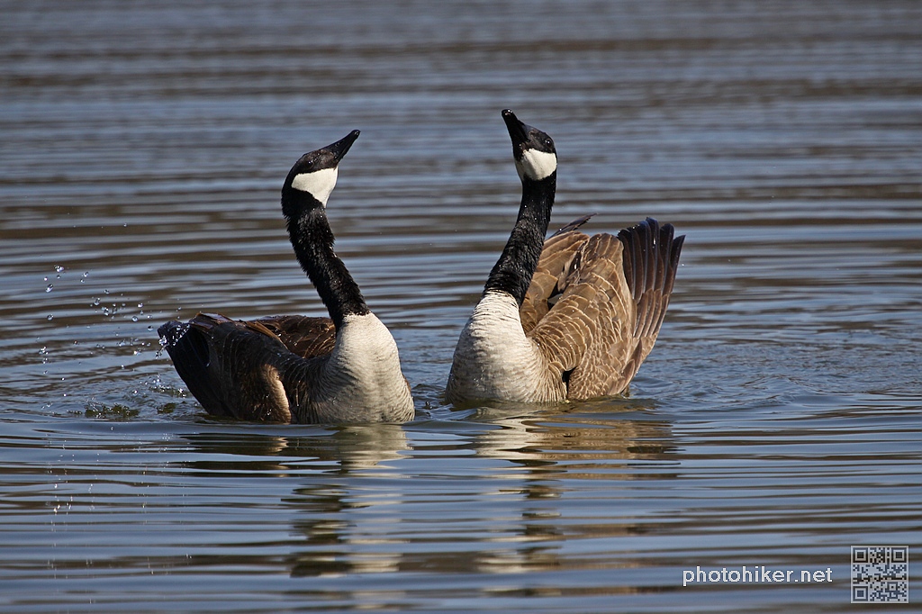 Canada Goose